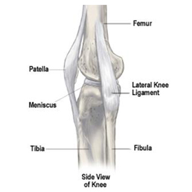 Knee Anatomy