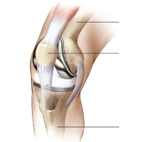 Normal And Deficient Knee